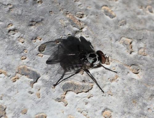 Réf. 225 845 : Anthomyia procellaris